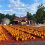 Best Pumpkin Patches Near Chattanooga