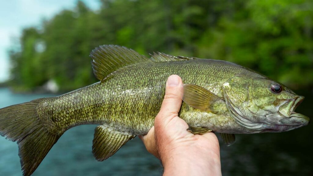 Smallmouth bass caught while fishing on the Ocoee River in Tennessee