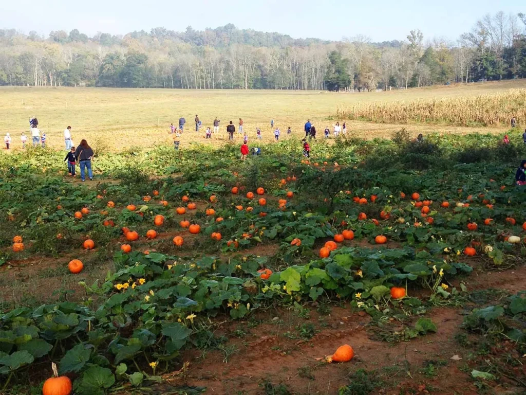 Pumpkin field at Guthrie Pumpkin Farm in Riceville Tennessee during fall