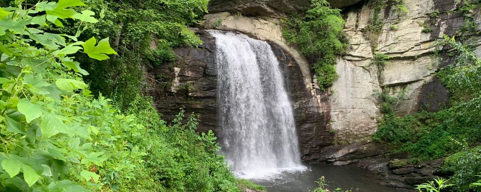 view from behind the bushes of Looking Glass Falls in North Carolina