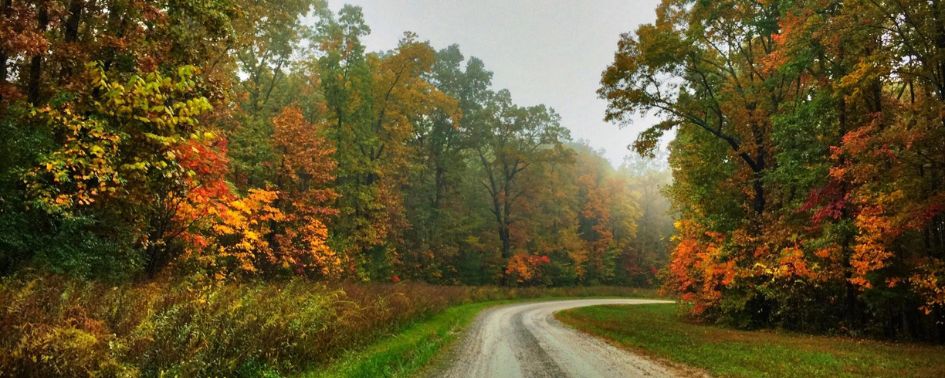Forest road lined with autumn trees in Prentice Cooper State Forest