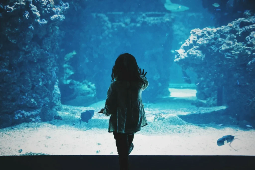 Young child looking at a Tennessee Aquarium exhibit