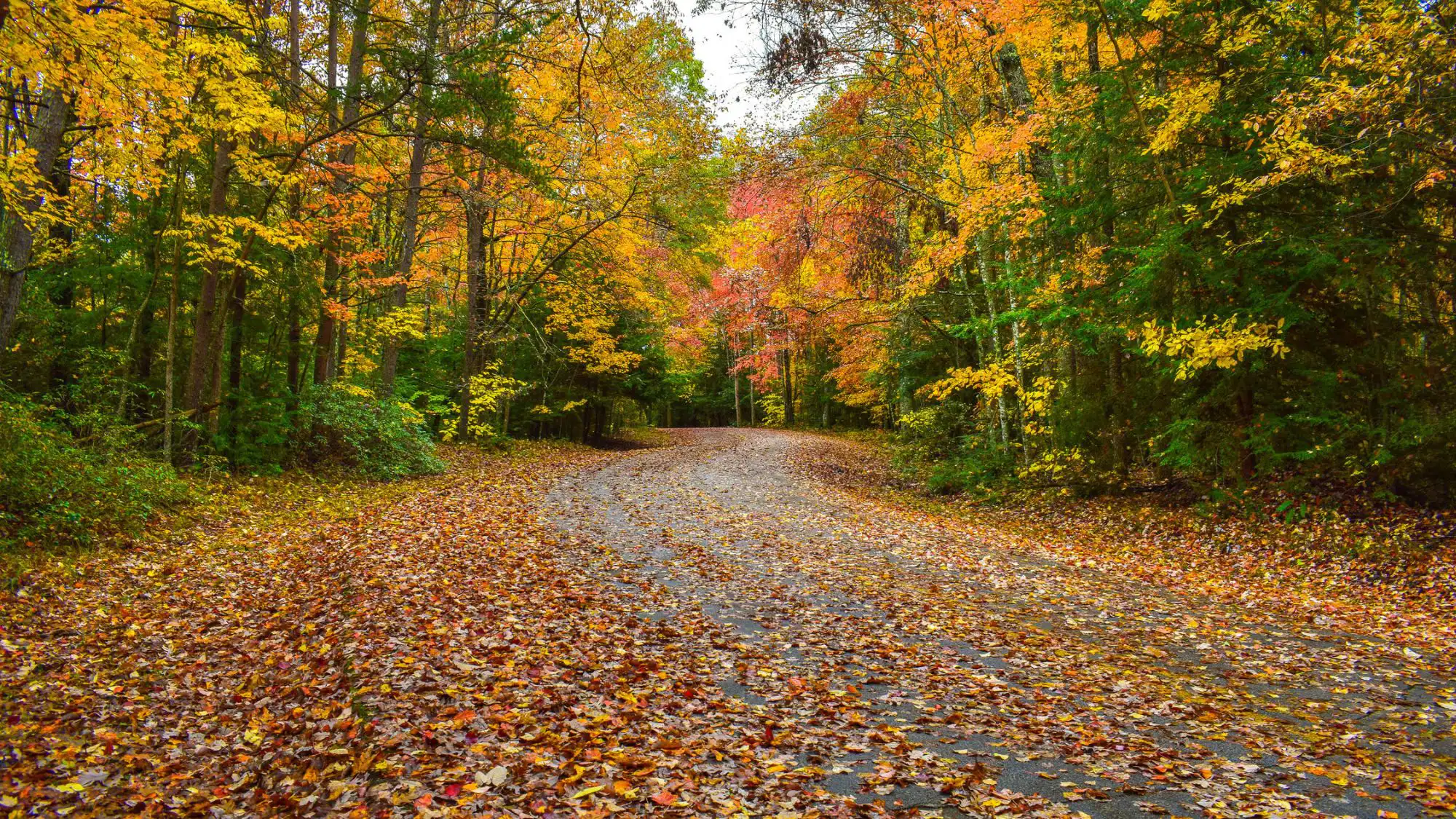Scenic drive with fall foliage