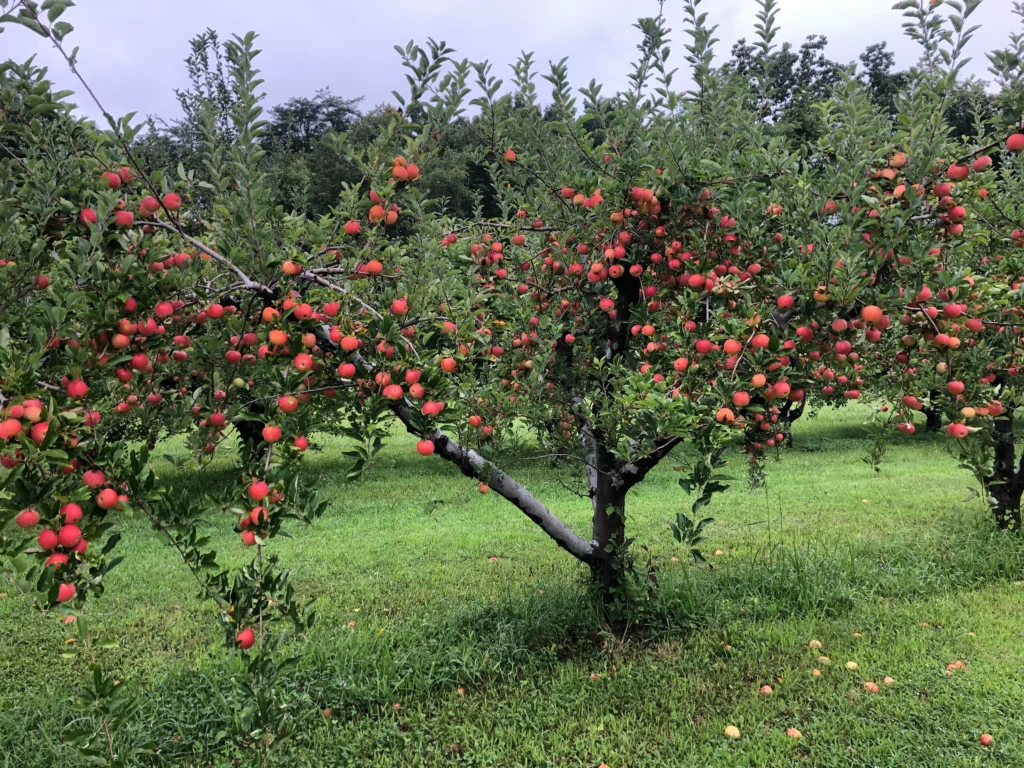 Apple orchard at Wheeler’s Orchard & Farm near Georgetown Tennessee in autumn