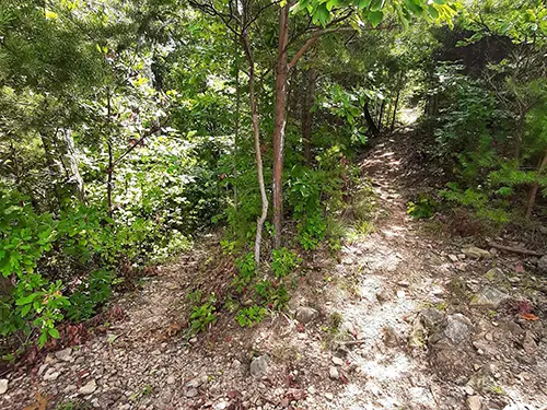 oswald dome trail via lowery cove trail