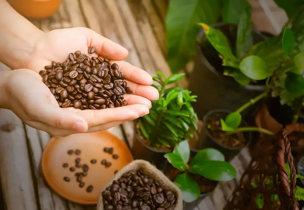 hand-woman-holding-coffee-beans-in-hemp-sack hand woman holding coffee beans in hemp sack