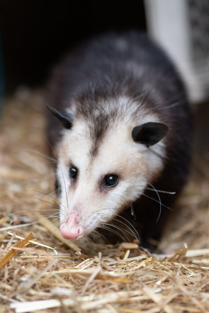 opossum animal encounter reflection riding 683x1024 1