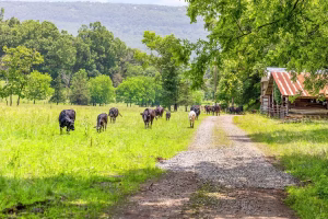 quail run farm cattle